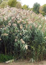 Image result for Phragmites