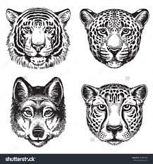 Black And White Cheetah Photo Black And White Vector Line Drawings Of Wild Animal Faces Cheetah Leopard Tiger And Wolf Cheetah Drawing Animal Drawings Animal Faces