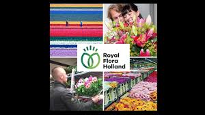 Image of tulips, flowers, field, mill, holland from the landscape & rural photos of andrea auf dem brinke. Royal Floraholland Aalsmeer Netherlands Auction Dutch Flower Market Co Operative Tulips Flowers Youtube
