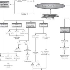 Your prospector metal detector incorporates motion detection. Pdf Methods For Proteomics In Neuroscience