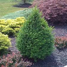 Image result for Buxus