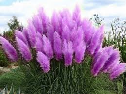 Pflanzen Fur Trockene Und Sonnige Standorte Garten Garten Bepflanzen Ziergras