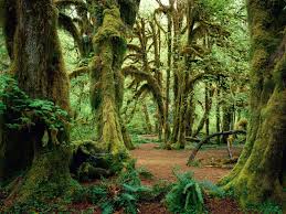 1844 Forest Hd Wallpapers Background Images Wallpaper Abyss Road background nature wallpaper | forest cottage, nature wallpaper, nature. 1844 forest hd wallpapers background