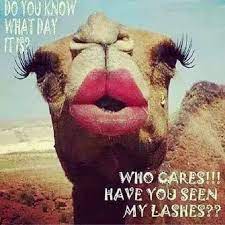 I am caleb the camel, from the geico hump day camel commercial. Pin On Makeup And Beauty