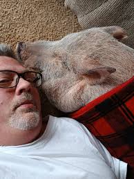 Pot-Bellied Pig Parents