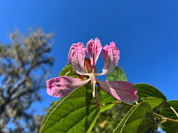 Image result for Bauhinia purpurea