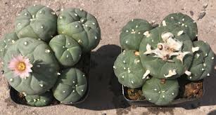 Image result for Loxodera caespitosa