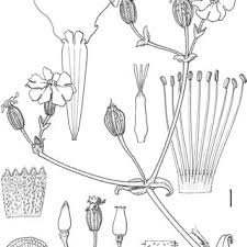 Image result for Silene burchellii