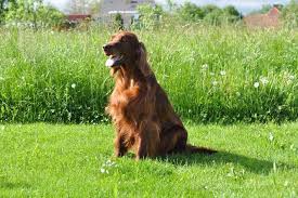 Image result for irský setr