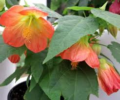 Image result for Abutilon grantii