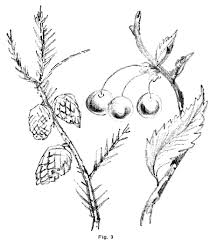 Leaves and flowers drawing easy. Drawing Flowers Plants Weeds And Leaves With Drawing Lessons Step By Step Techniques Tutorials For How To Draw Nature Cartoons Illustrations