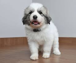 They are mostly white, but many have markings on their face (mask) this is what the akc great pyrenees standard says about pyr coloring: Facts About Great Pyrenees