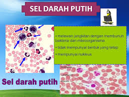 Komponen darah utama lainnya termasuk plasma, sel darah putih, dan trombosit. Kandungan Darah Manusia