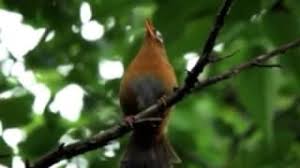 Decu kembang adalah nama sebuah julukan burung sikatan belang ada sedikit pembahasan tentang burung decu kembang. Beritaku Videos