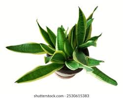 Image result for Asparagus petersianus