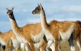 In fact, the animals are throwing up the contents of their stomach along with spit. The Camelids Of Peru Enigma Blog