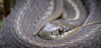In canada it is found in british columbia. Hakai Wild Northwestern Garter Snake Hakai Institute
