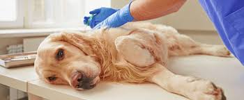 Once the dog is put to sleep, the vet performs a thorough medical examination. 8 Signs That May Show It Is Time To Let Your Dog Go Latinamerican Post