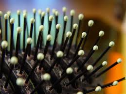 How To Clean Hairbrushes In Vinegar Livestrong Com Clean Hairbrush Hair Brush Clean Hair