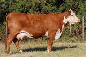 Holden Herefords Breeds Line One Horned Hereford Cattle