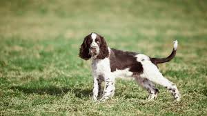 Image result for anglický špringršpaněl