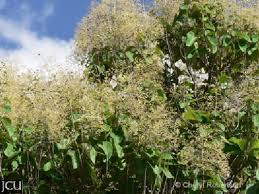 Image result for Tectona grandis