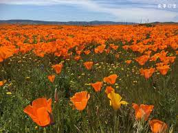 春天賞花去 spring blooms california poppy valley california poppies