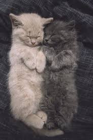 Unevxntful My Blog Will Make You Smile Cute Animals Baby Animals Pets