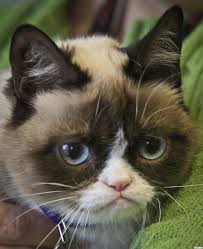 Kedi Resimleri Grumpy Cat Grumpy Cat Humor Grumpy Cat Birthday