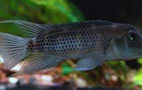 They live in the currents of rivers, so a powerhead or circulating pump is a good idea. Buffalo Head Cichlid African Cichlids Steatocranus Casuarius Tank Facts