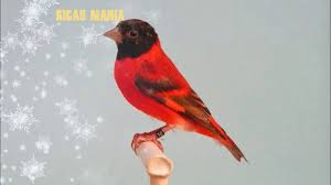 Dengan perbedaan dna inilah, anda bisa tahu mana lovebird jantan dan betina. Blackthroat Botswana Gacor Buka Sayap Cocok Untuk Masteran Kenari By A Juniez