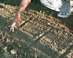 How to plant carrot seeds in garden. How To Grow Carrots Finegardening