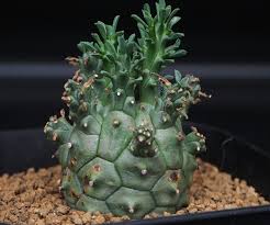 Image result for Euphorbia duseimata