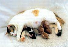 Cats show they are nearing their due date by: Cat Birth International Cat Care