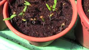 We grow our rutgers tomato plants organically and guarantee them to arrive alive and thriving. 25 Year Old Rutgers Tomato Seeds And Many Tips Youtube