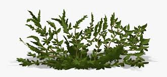 Watercolor clipart is for personal use: Transparent Greenery Png Transparent Background Bushes Png Png Download Transparent Png Image Pngitem