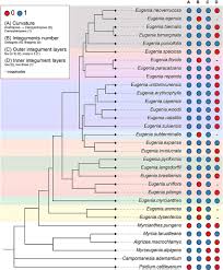 Image result for Eugenia natalitia