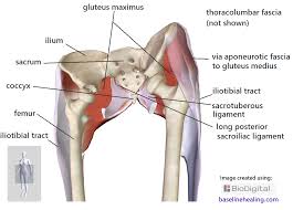 Working together they move the thigh in different directions. Gluteus Maximus Anatomy Attachments In Detail