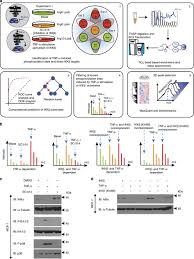 Lyrics the new periodic table song. Quantitative Analysis Of The Tnf A Induced Phosphoproteome Reveals Aeg 1 Mtdh Lyric As An Ikkb Substrate Nature Communications