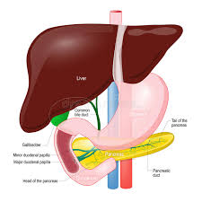 The embryogenesis of the pancreas and its deep retroperitoneal anatomy are responsible for the the pancreas lies transversely in the retroperitoneal space, between the duodenum on the right and. Gallbladder Duct Anatomy Of The Pancreas Liver Duodenum And S Stock Vector Illustration Of Anatomical Body 86699426