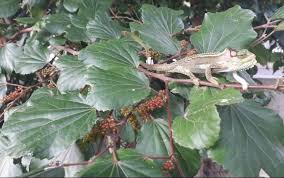 Image result for Trimeria