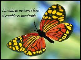 Pin De Sindy Rivera En Pensamientos Bellos Pensamientos Frases Mariposas Frases De Sabiduria