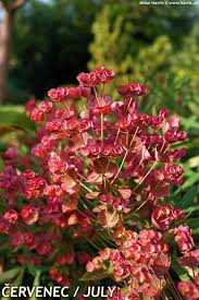 Image result for Euphorbia glanduligera