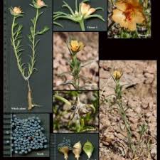 Image result for Portulacaceae