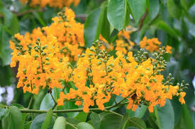 Image result for Pterocarpus indicus