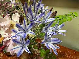 Image result for Tricalysia schliebenii