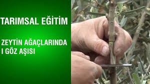 Tarimsal Egitim Zeytin Agaclarinda I Goz Asisi Youtube