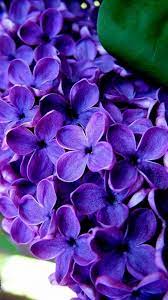 Customize and personalise your desktop, mobile phone and tablet with these free wallpapers! Flower Mobile Wallpapers Wallpaper Cave