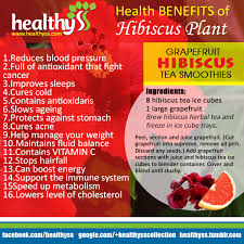 16 Health Benefits Of Hibiscus Plant Hibiscus Plant Health Herbalism