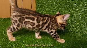 We did not find results for: à¹€à¸šà¸‡à¸à¸­à¸¥ à¸£à¸²à¸„à¸²à¸– à¸